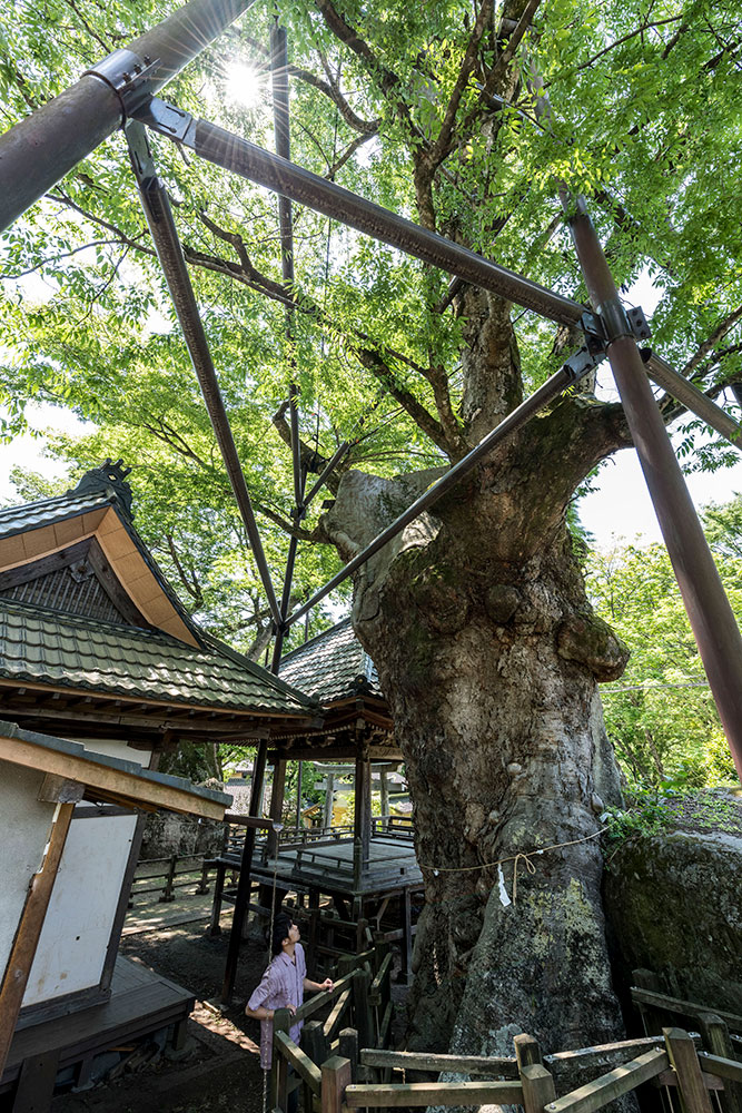 北杜市 根古屋神社の大ケヤキ