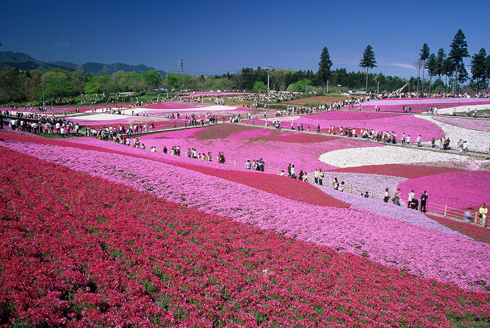 芝桜の丘(羊山公園)