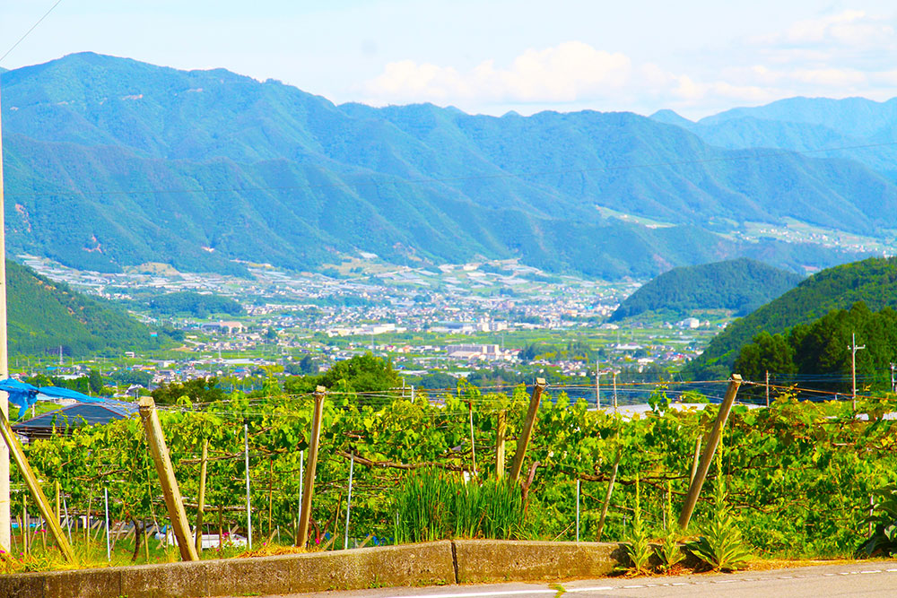 山梨市の果樹生産(ブドウ棚田)