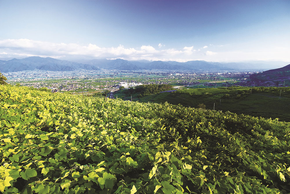 山梨市の果樹生産(ブドウ畑越し風景)